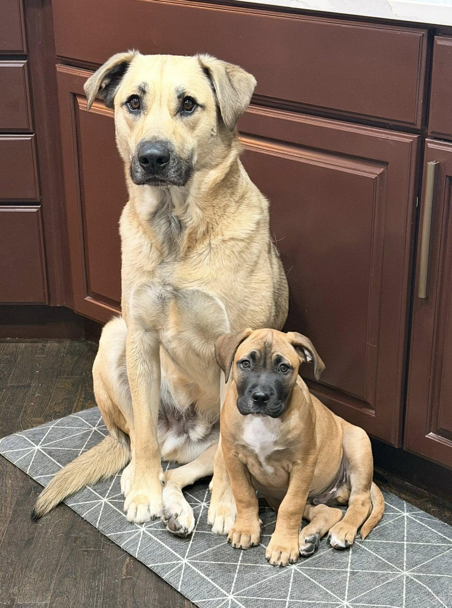 Bo, an adopted Pit Bull Terrier in Colorado Springs, CO image 3/5