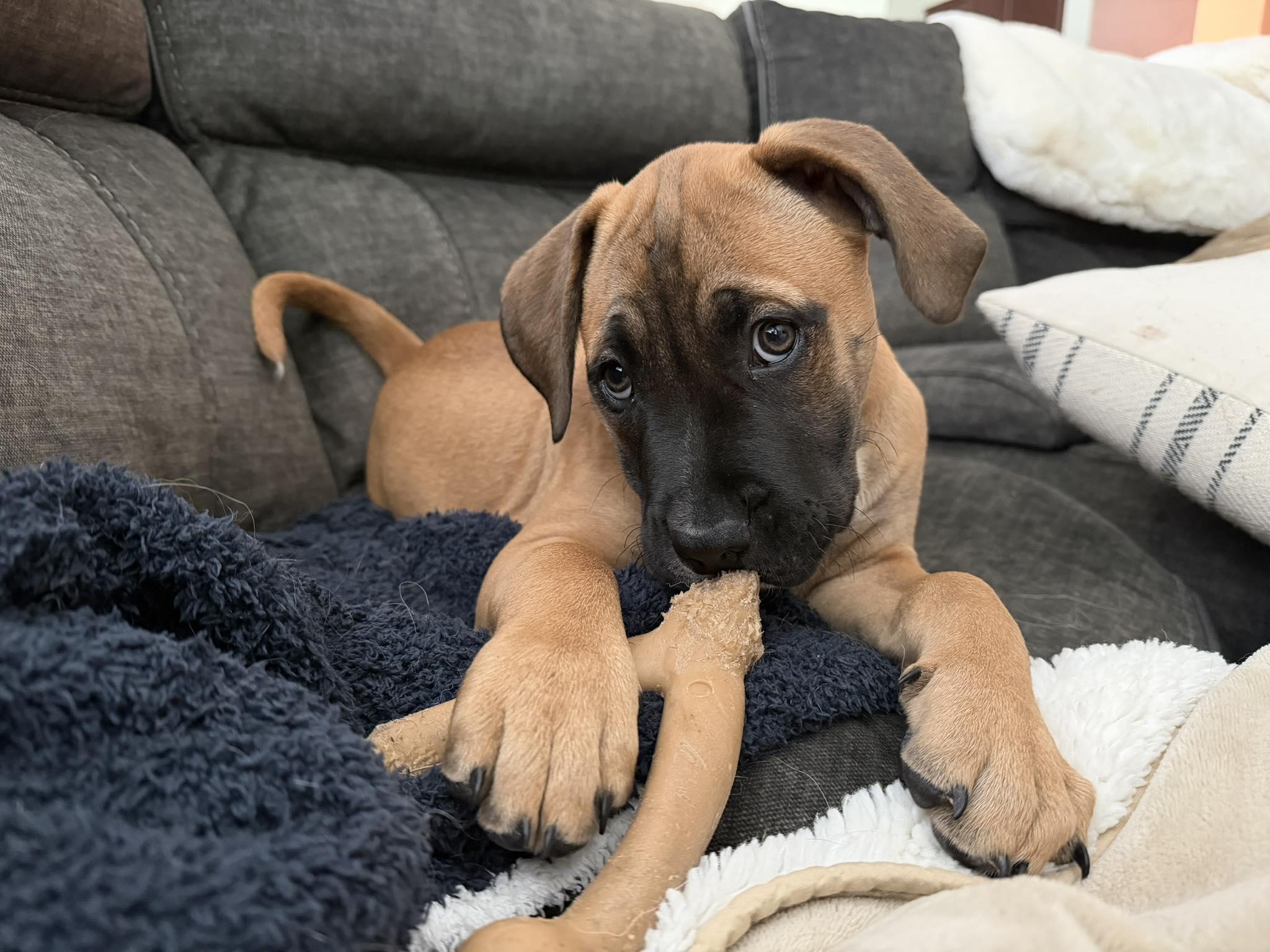 Bo, adopted, Puppy Male Pit Bull Terrier.