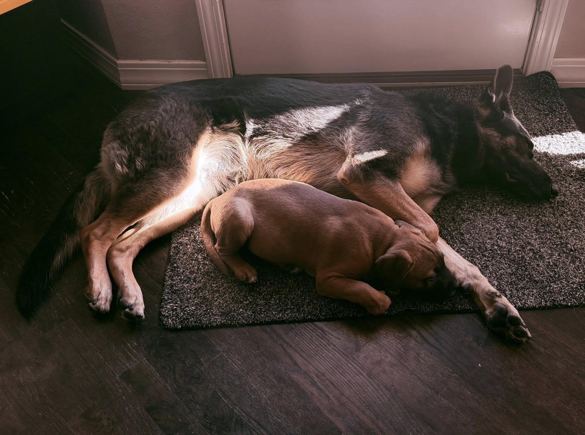 Bo, an adopted Pit Bull Terrier in Colorado Springs, CO image 2/5