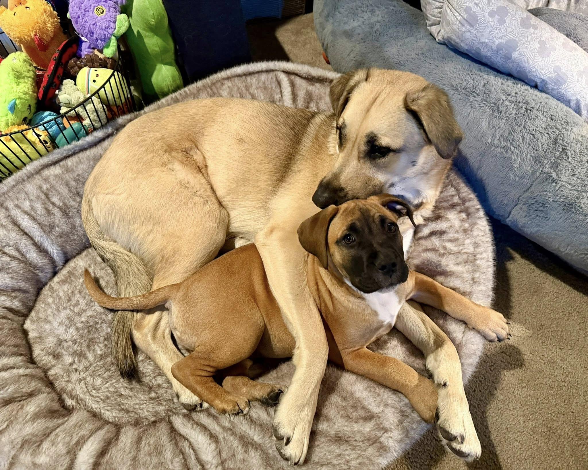 Bo, an adopted Pit Bull Terrier in Colorado Springs, CO image 5/5