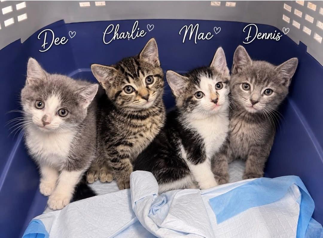 Dee 1 month female AVAILABLE 5/21, Adopted, Young Female Domestic Short Hair.