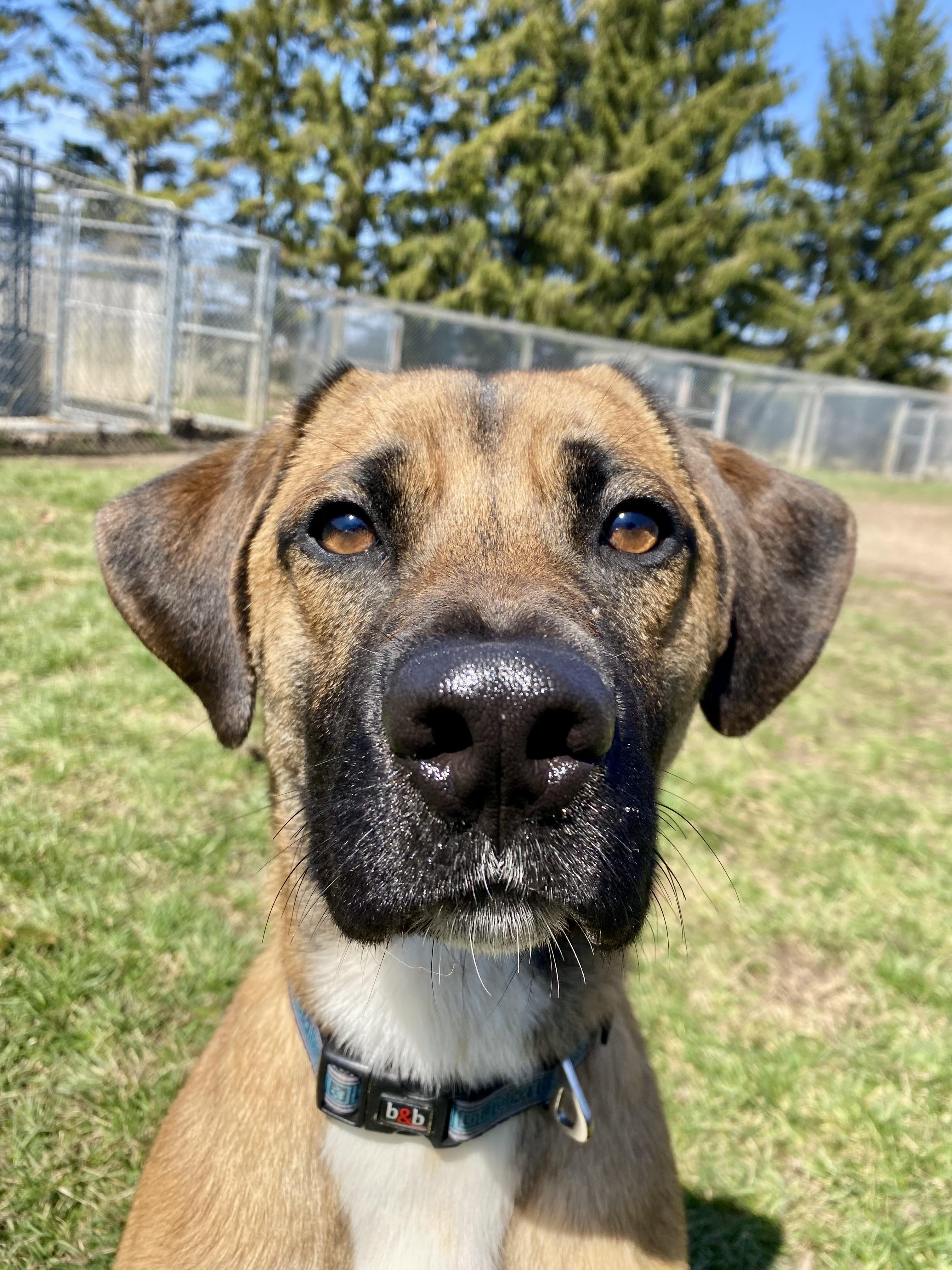 Louie, a ADOPTABLE mixed breed in Ilderton, ON image 2/5