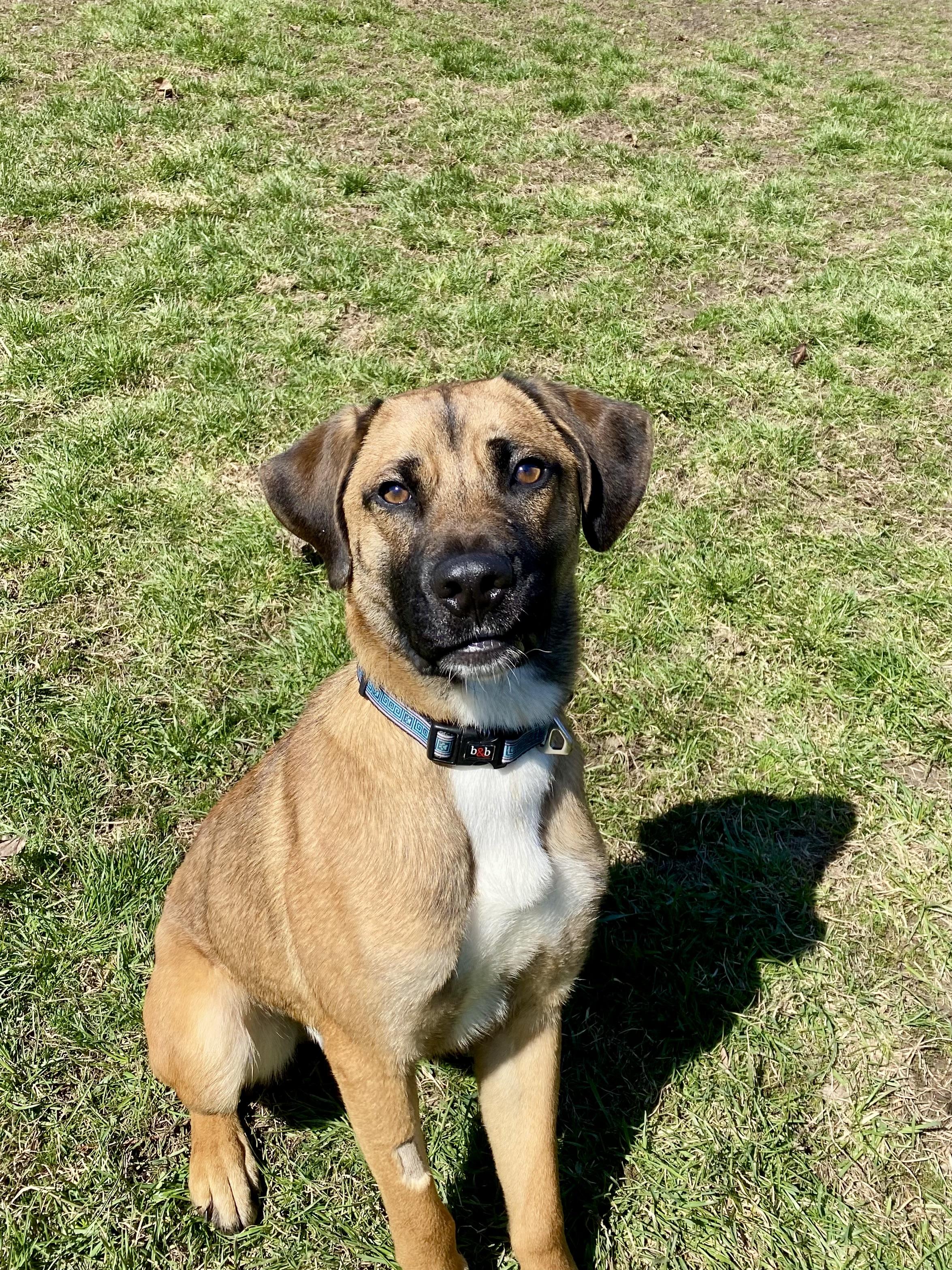 Louie, a ADOPTABLE mixed breed in Ilderton, ON image 3/5