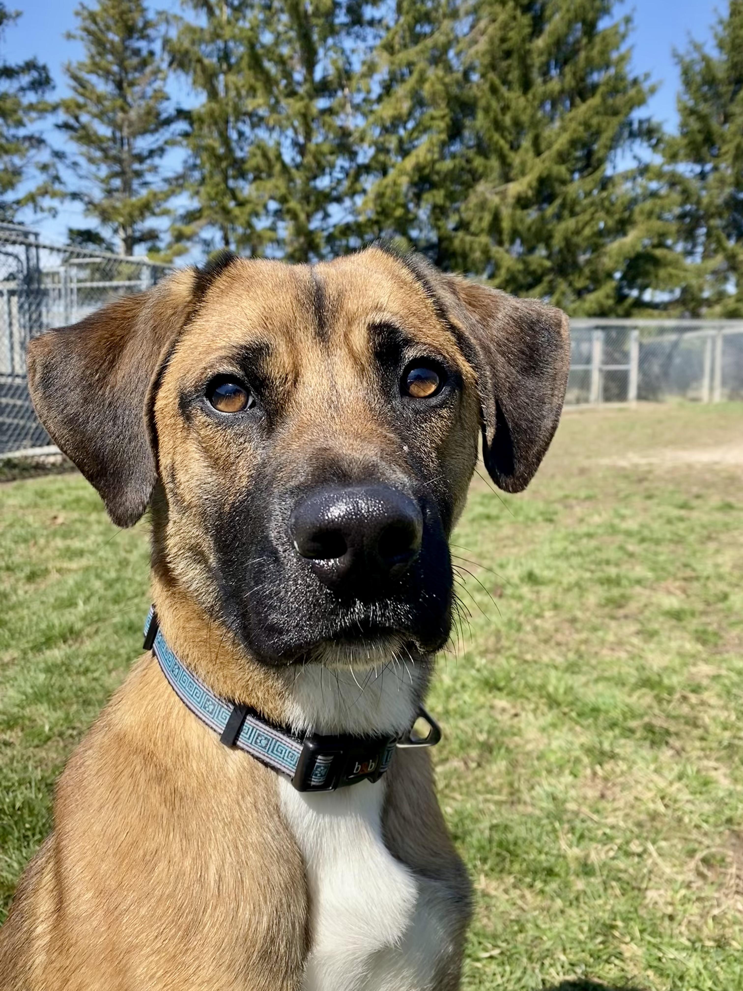 Louie, ADOPTABLE, Adult Male German Shepherd Dog.