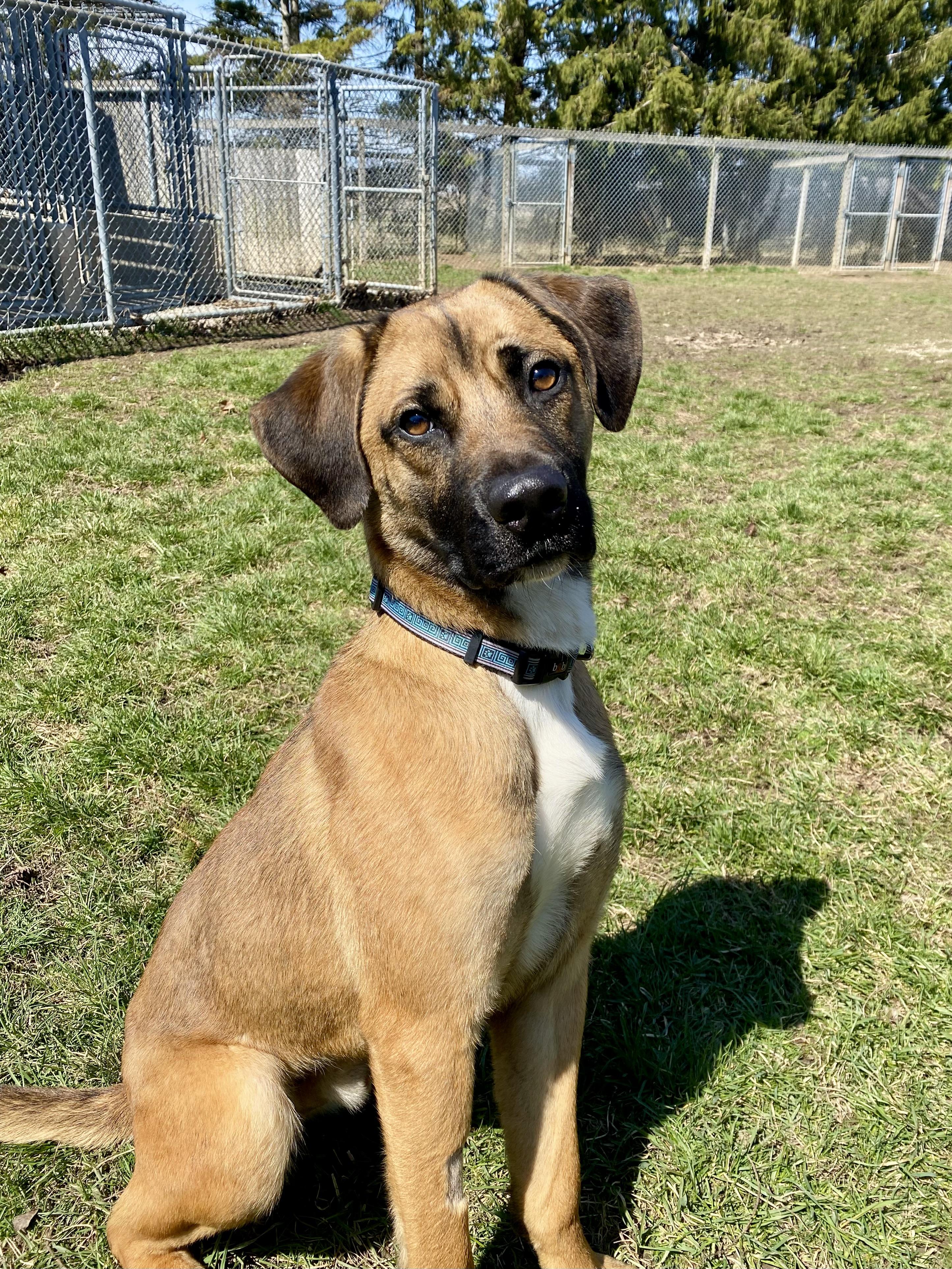 Louie, a ADOPTABLE mixed breed in Ilderton, ON image 4/5