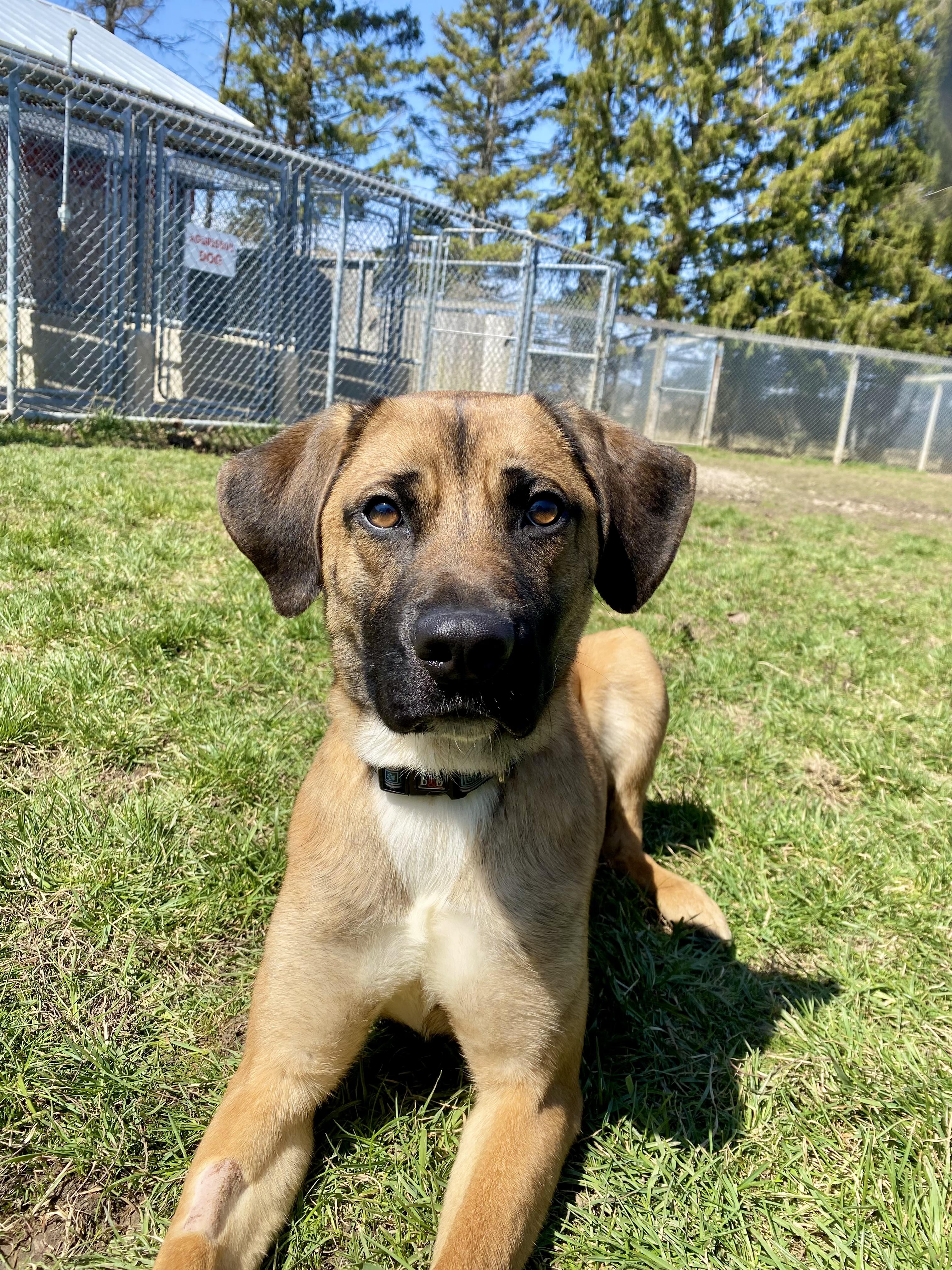 Louie, a ADOPTABLE mixed breed in Ilderton, ON image 5/5