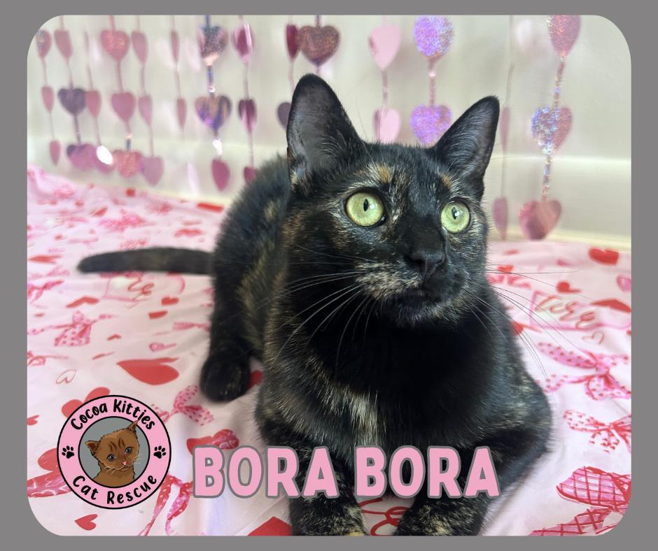 Enlarge Bora Bora, a Adoptable mixed breed in Hershey, PA image 2/6
