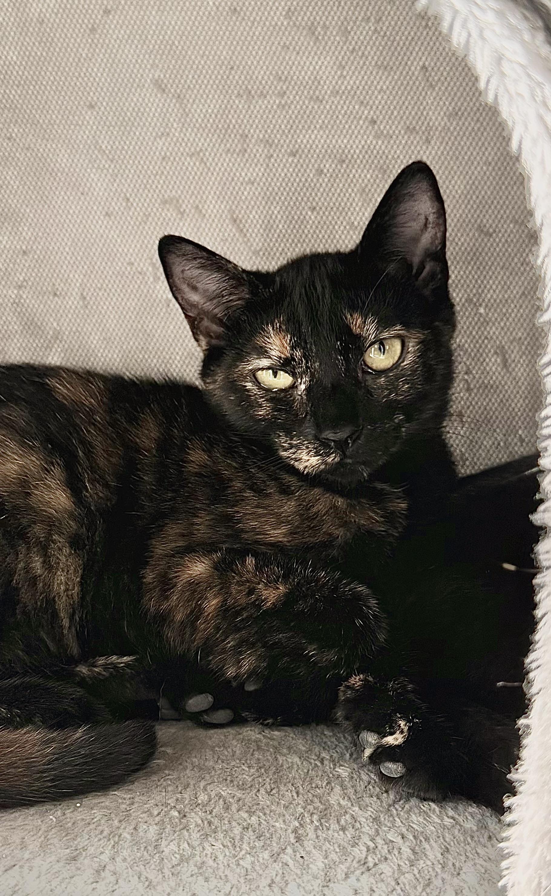 Enlarge Bora Bora, a Adoptable mixed breed in Hershey, PA image 2/6