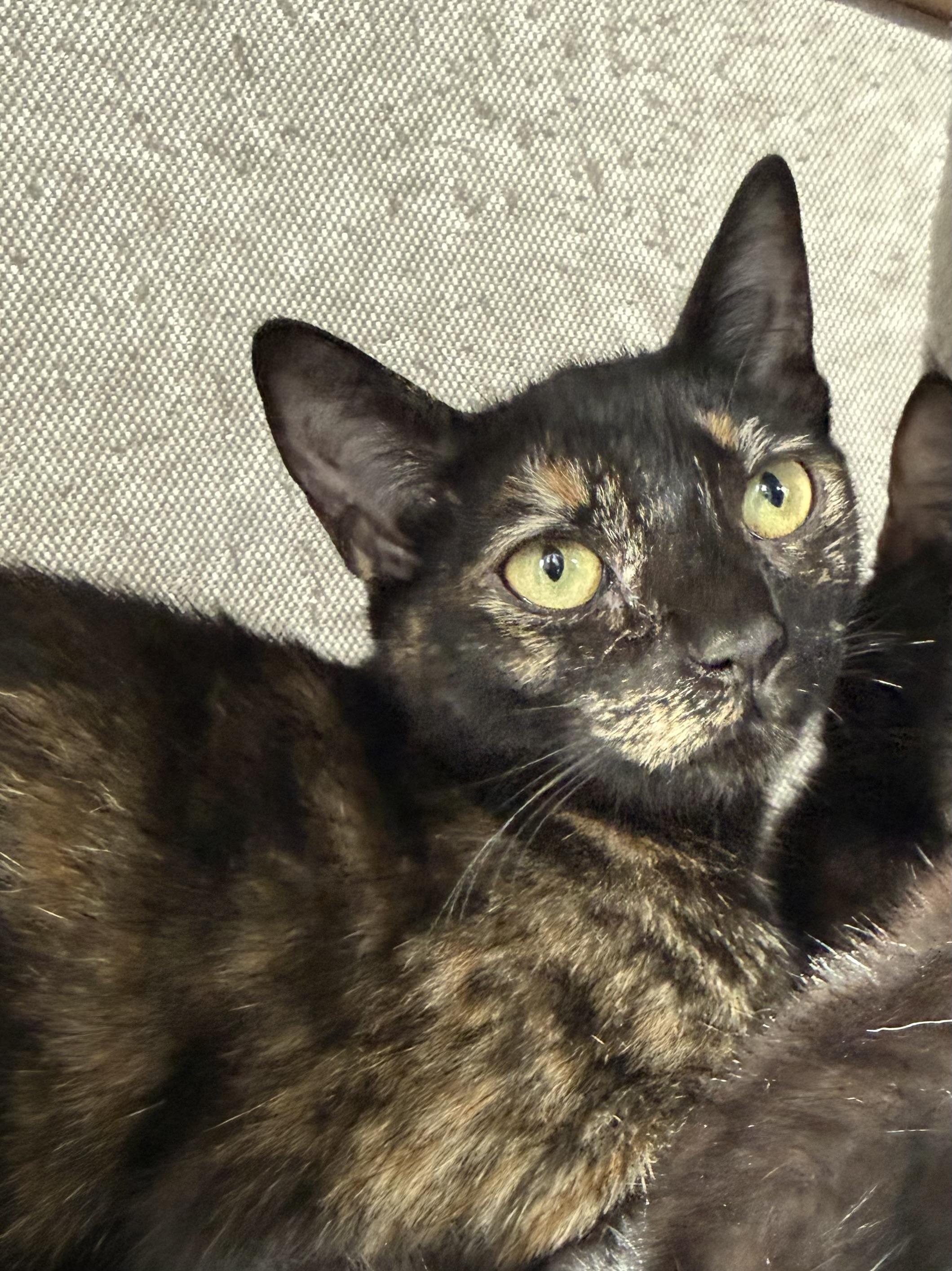 Enlarge Bora Bora, a Adoptable mixed breed in Hershey, PA image 3/6