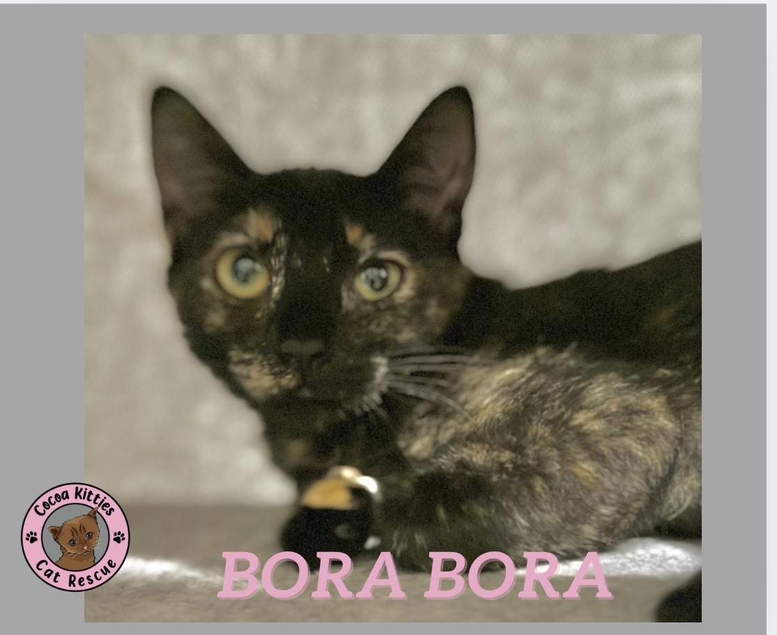 Enlarge Bora Bora, a Adoptable mixed breed in Hershey, PA image 4/6