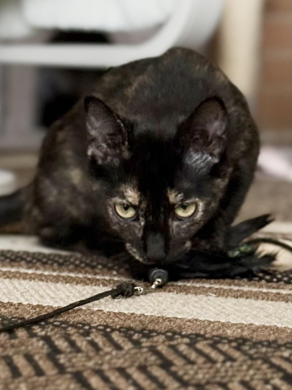 Enlarge Bora Bora, a Adoptable mixed breed in Hershey, PA image 5/6