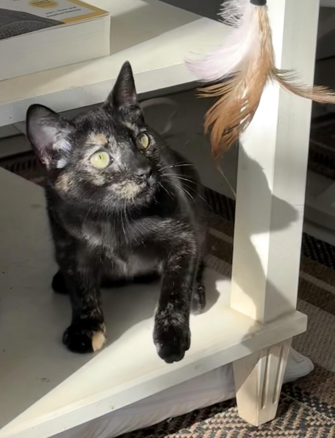 Enlarge Bora Bora, a Adoptable mixed breed in Hershey, PA image 6/6