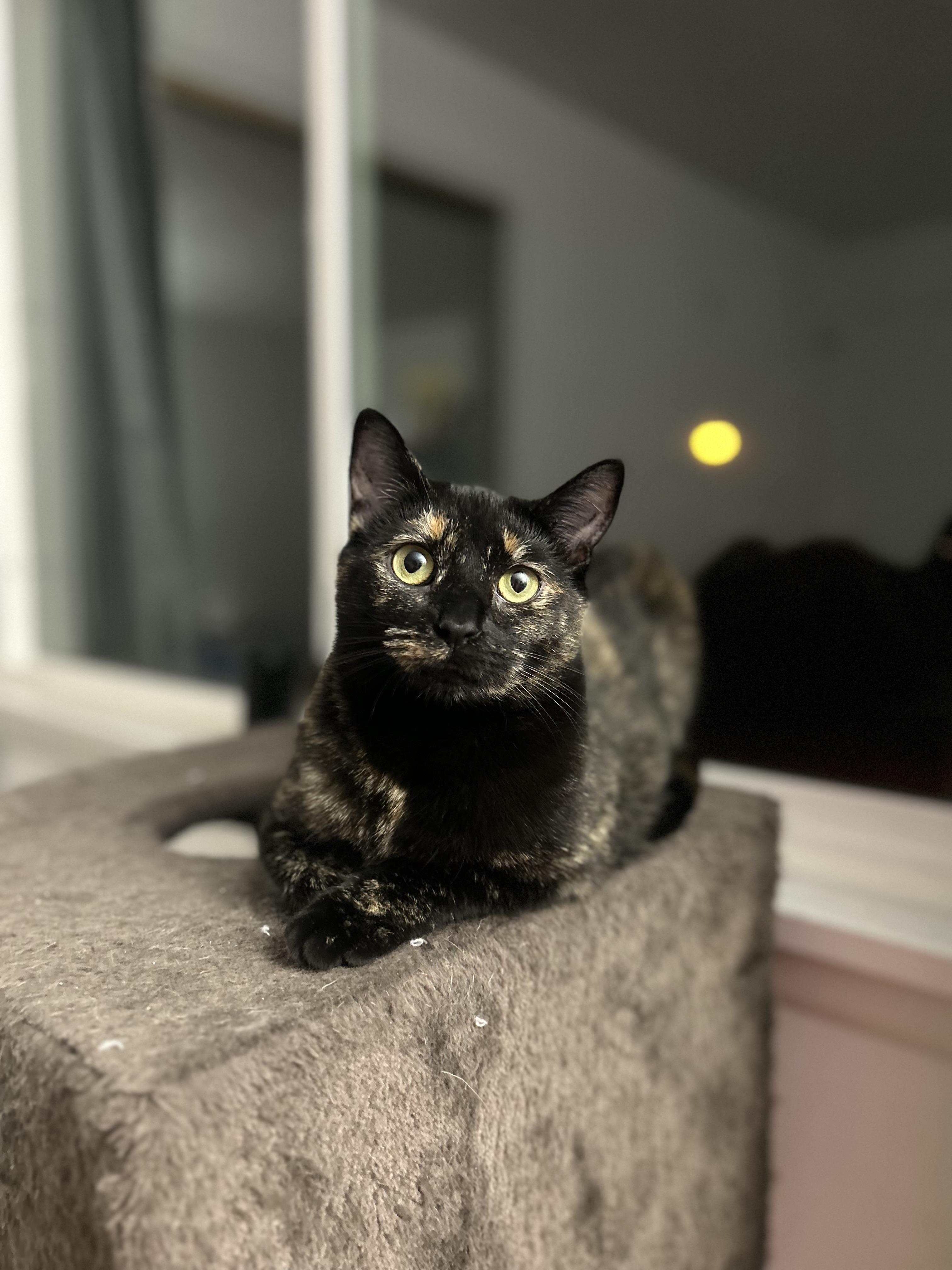 Enlarge Bora Bora, a Adoptable mixed breed in Hershey, PA image 4/6