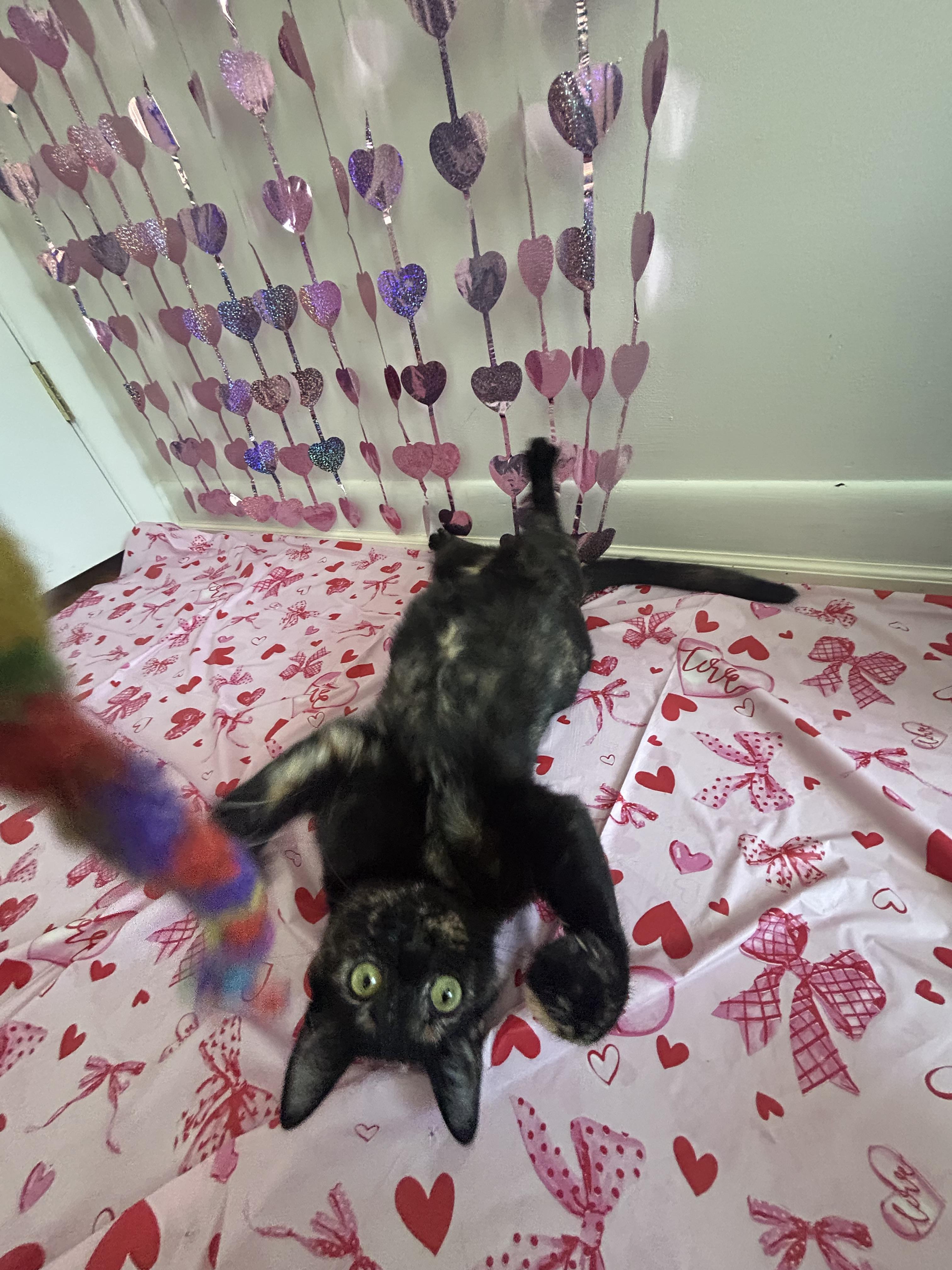 Enlarge Bora Bora, a Adoptable mixed breed in Hershey, PA image 5/6