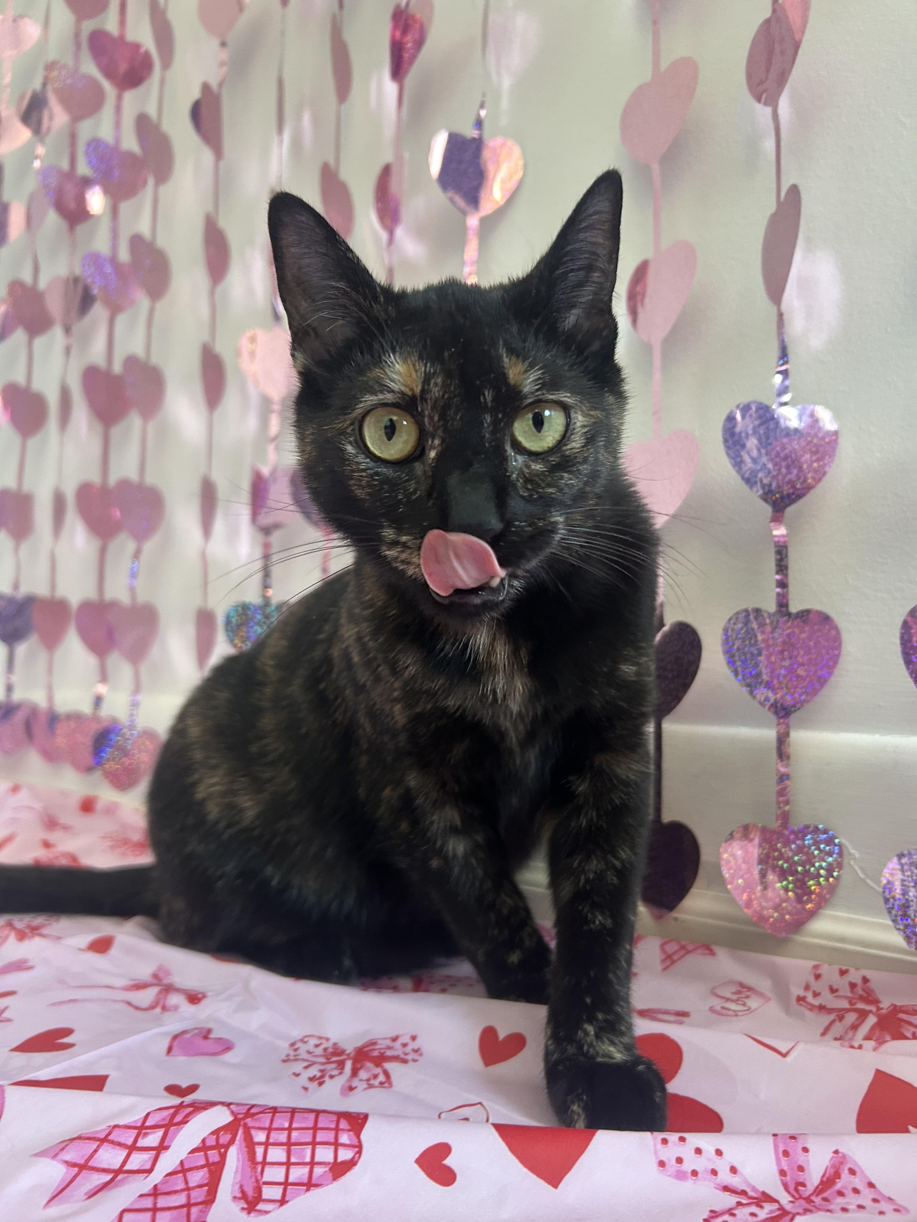 Enlarge Bora Bora, a Adoptable mixed breed in Hershey, PA image 6/6