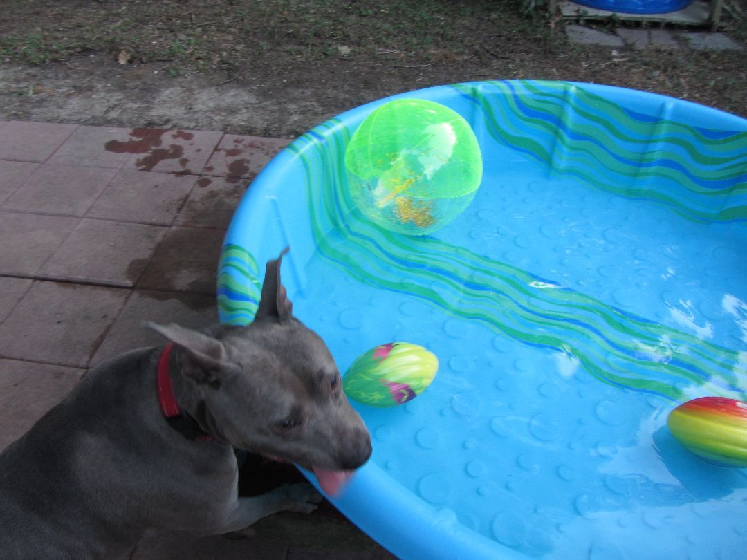 Robin, a Adoptable mixed breed in Memphis, TN image 3/5