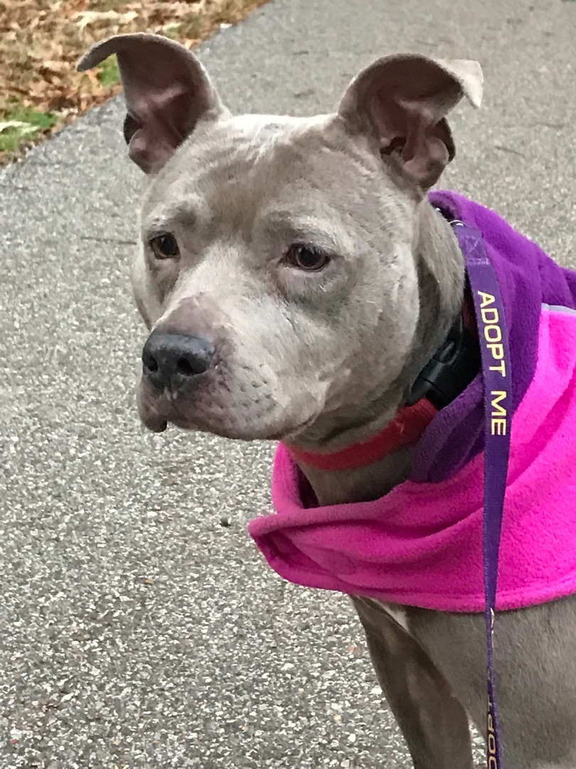 Robin, a Adoptable mixed breed in Memphis, TN image 4/5