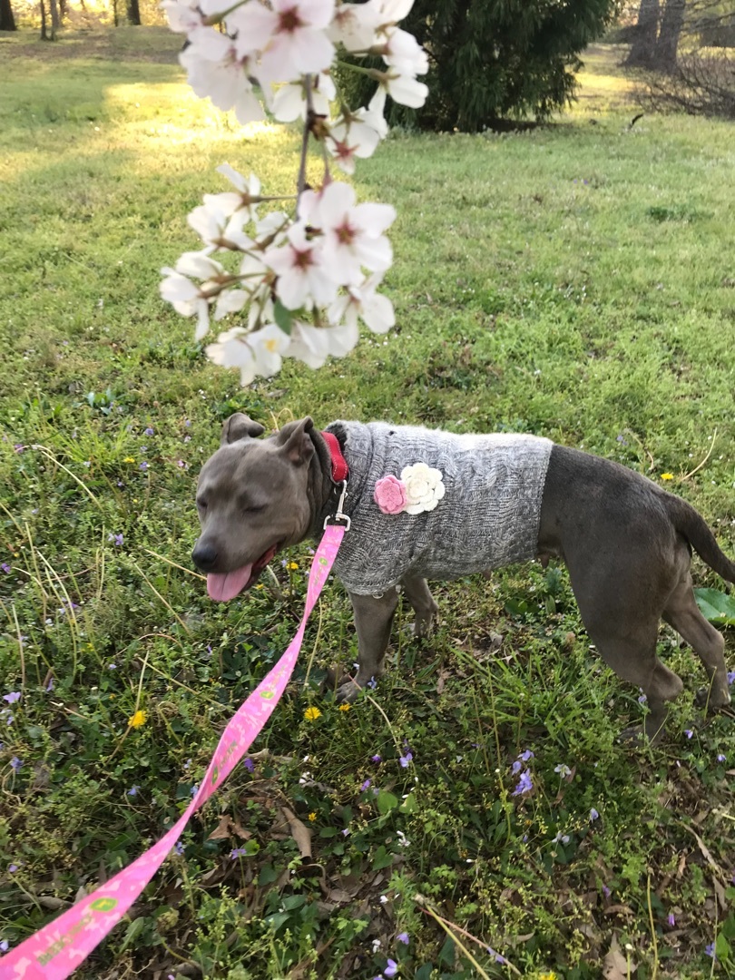 Robin, a Adoptable mixed breed in Memphis, TN image 2/5