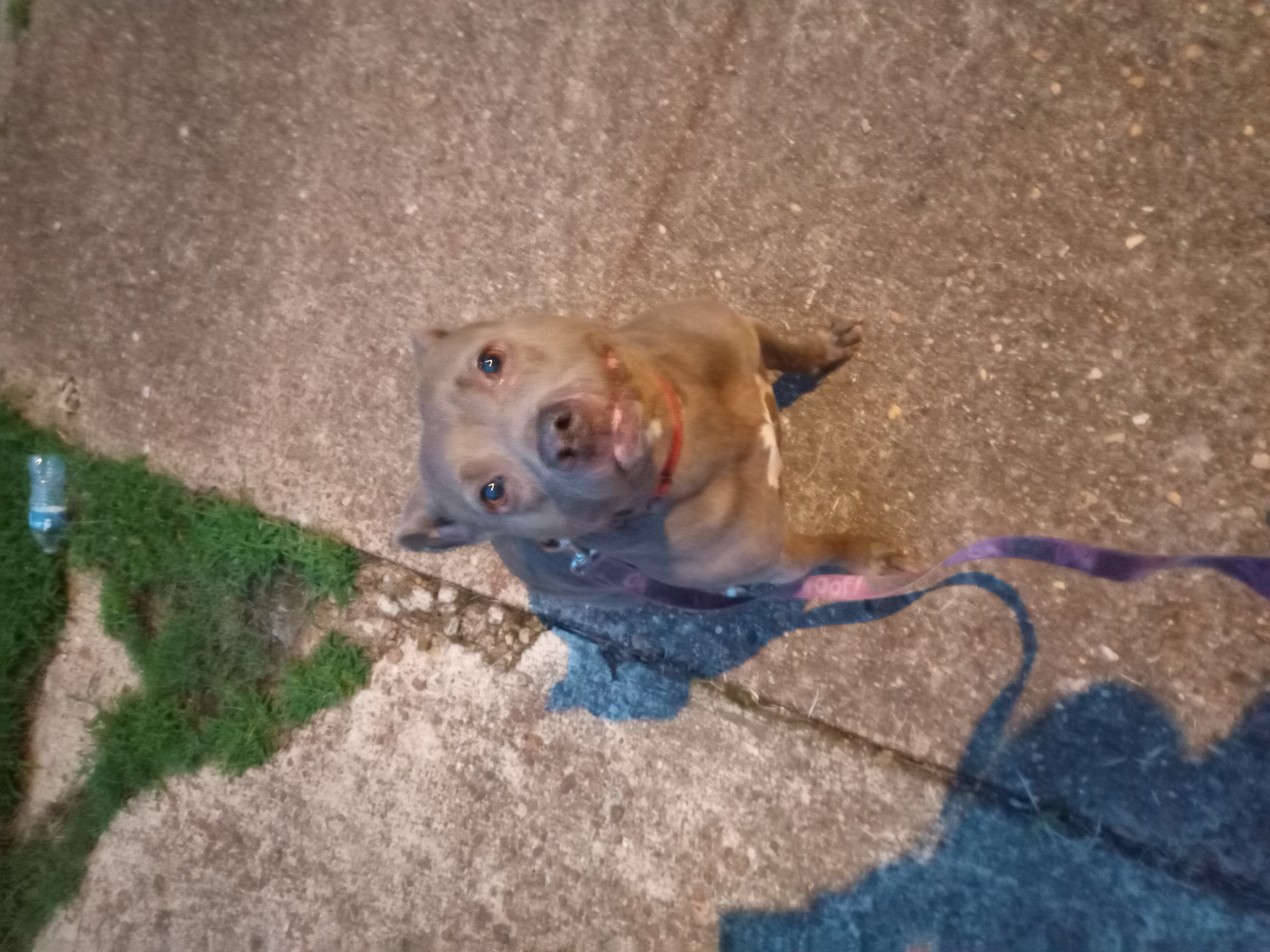 Robin, a Adoptable mixed breed in Memphis, TN image 5/5