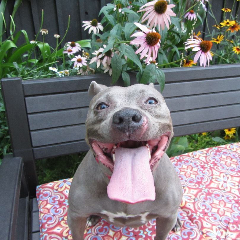 Robin, a Adoptable mixed breed in Memphis, TN image 1/5