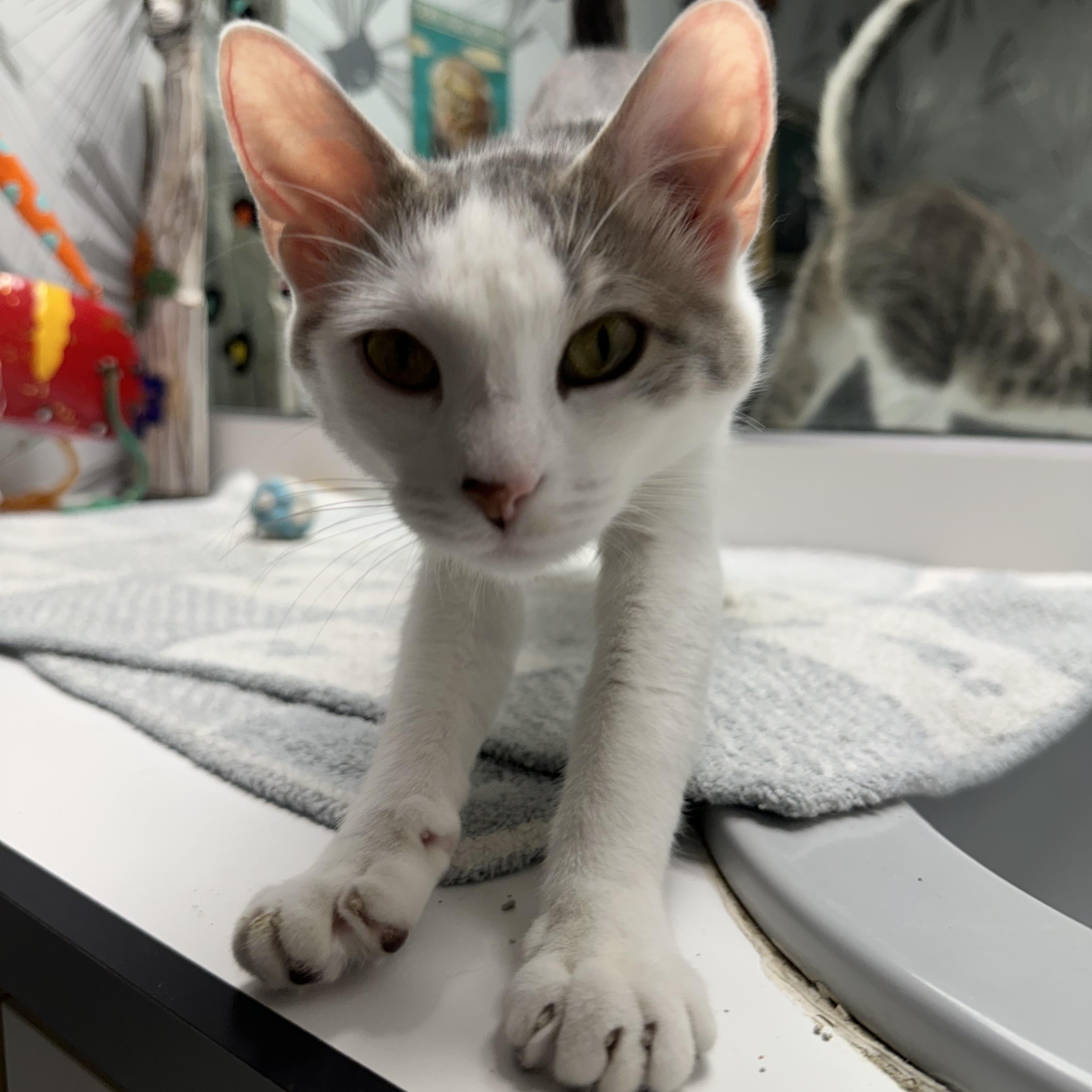 Etta, Adopted, Young Female Domestic Short Hair.