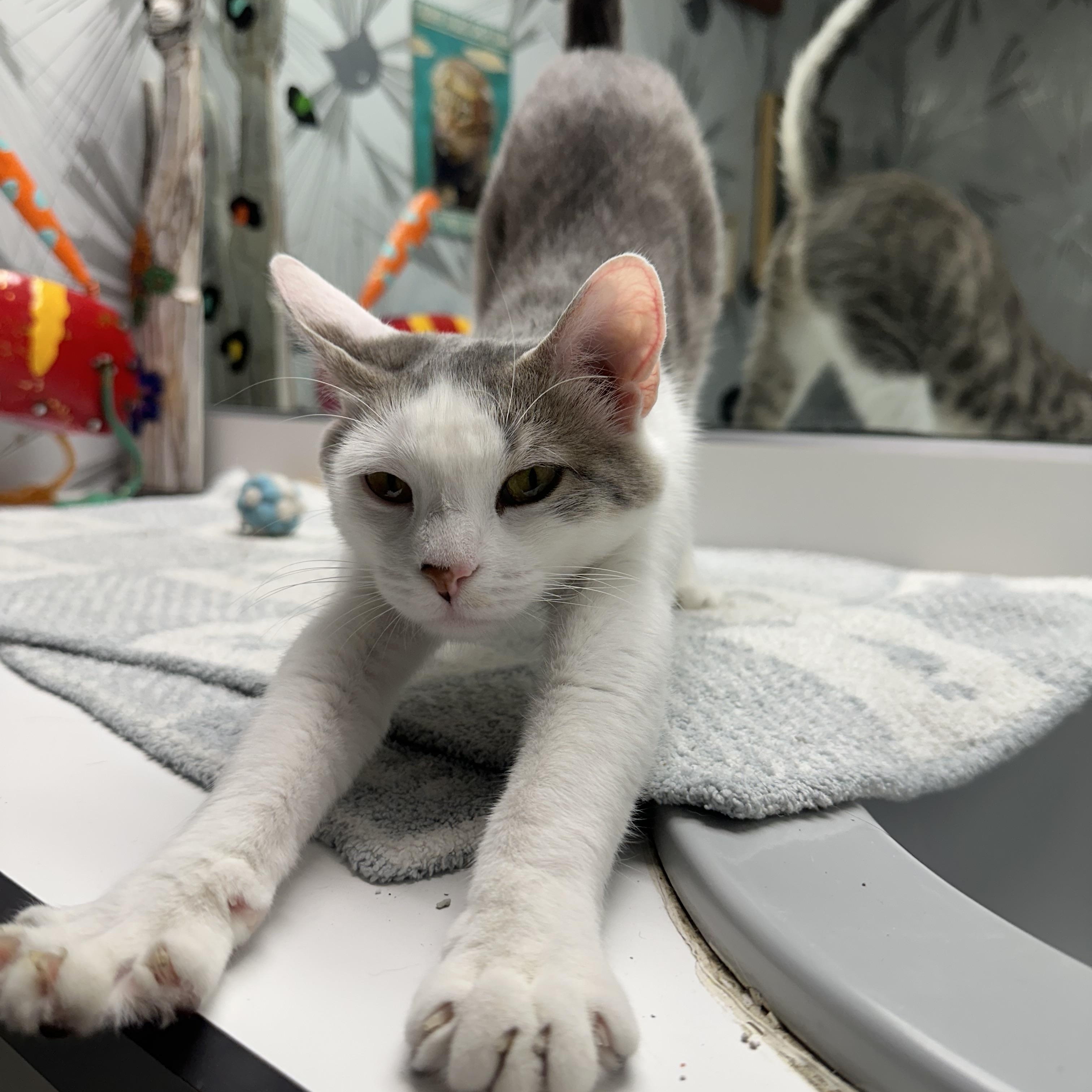 Enlarge Etta, a Adopted Domestic Short Hair in Totowa, NJ image 2/2