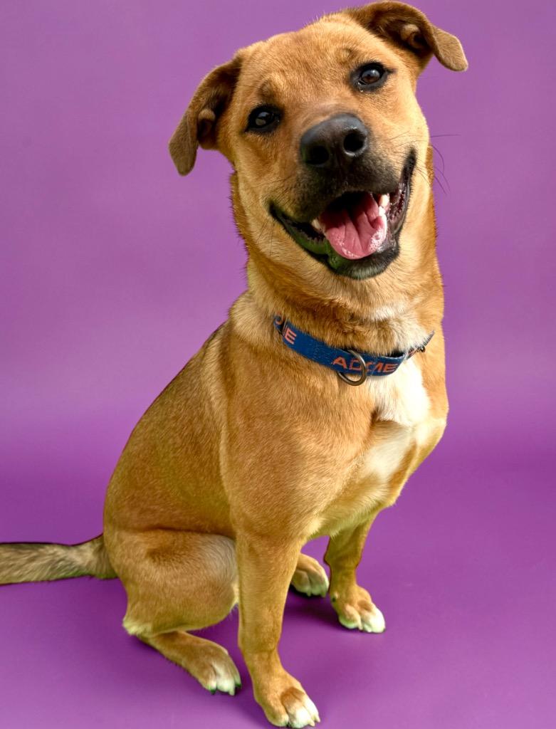 Whitney, Adoptable, Young Female Mixed Breed.
