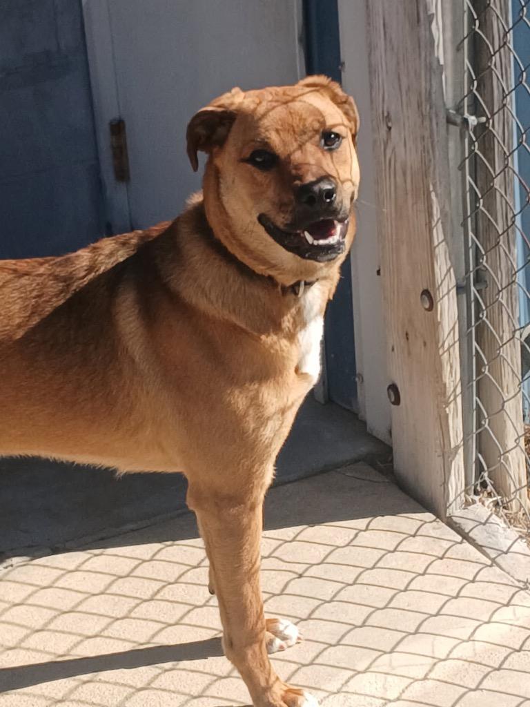 Enlarge Whitney, a Adoptable mixed breed in Luling, TX image 1/5