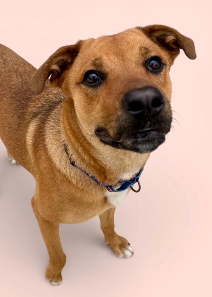 Enlarge Whitney, a Adoptable mixed breed in Luling, TX image 2/5