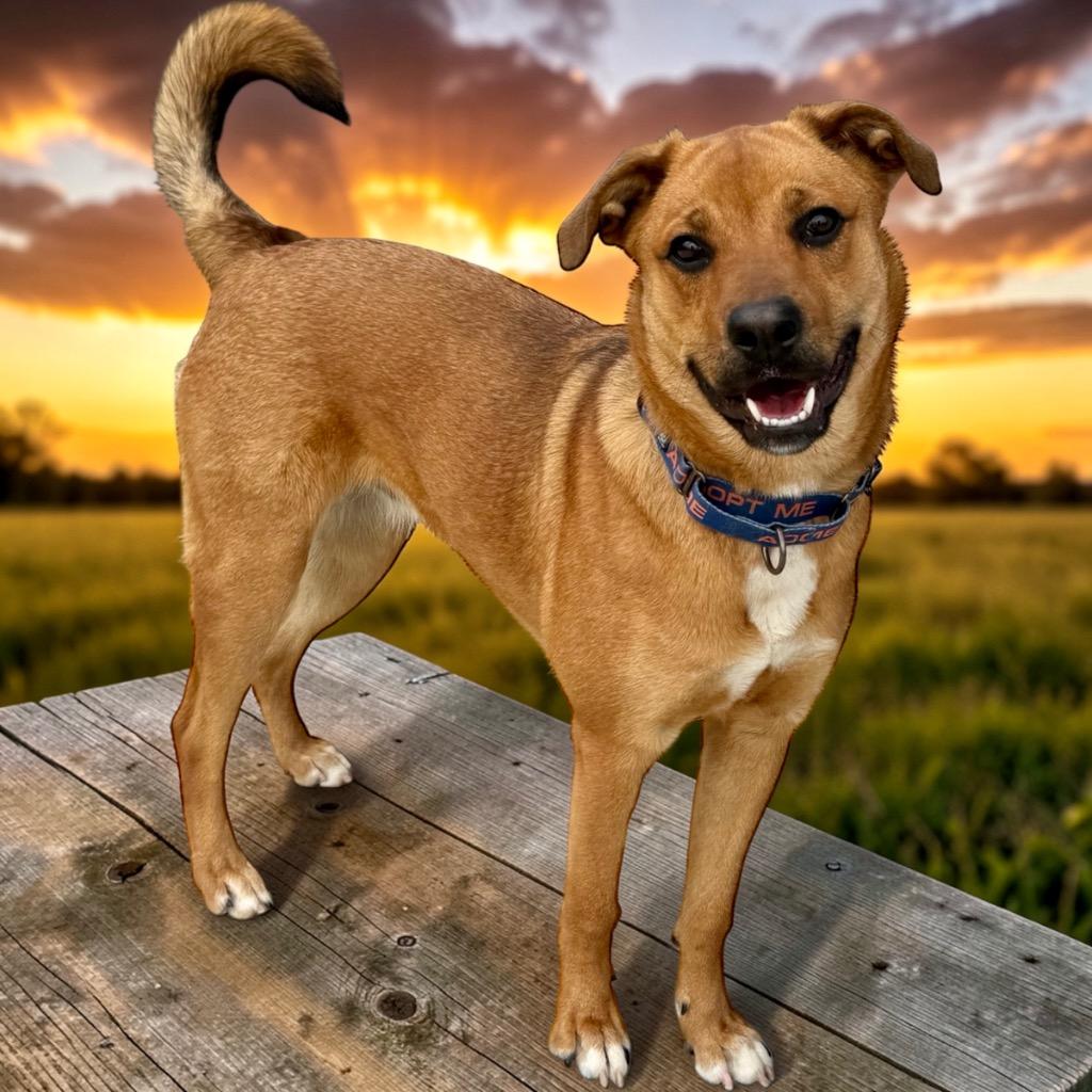 Whitney, Adoptable, Young Female Mixed Breed.