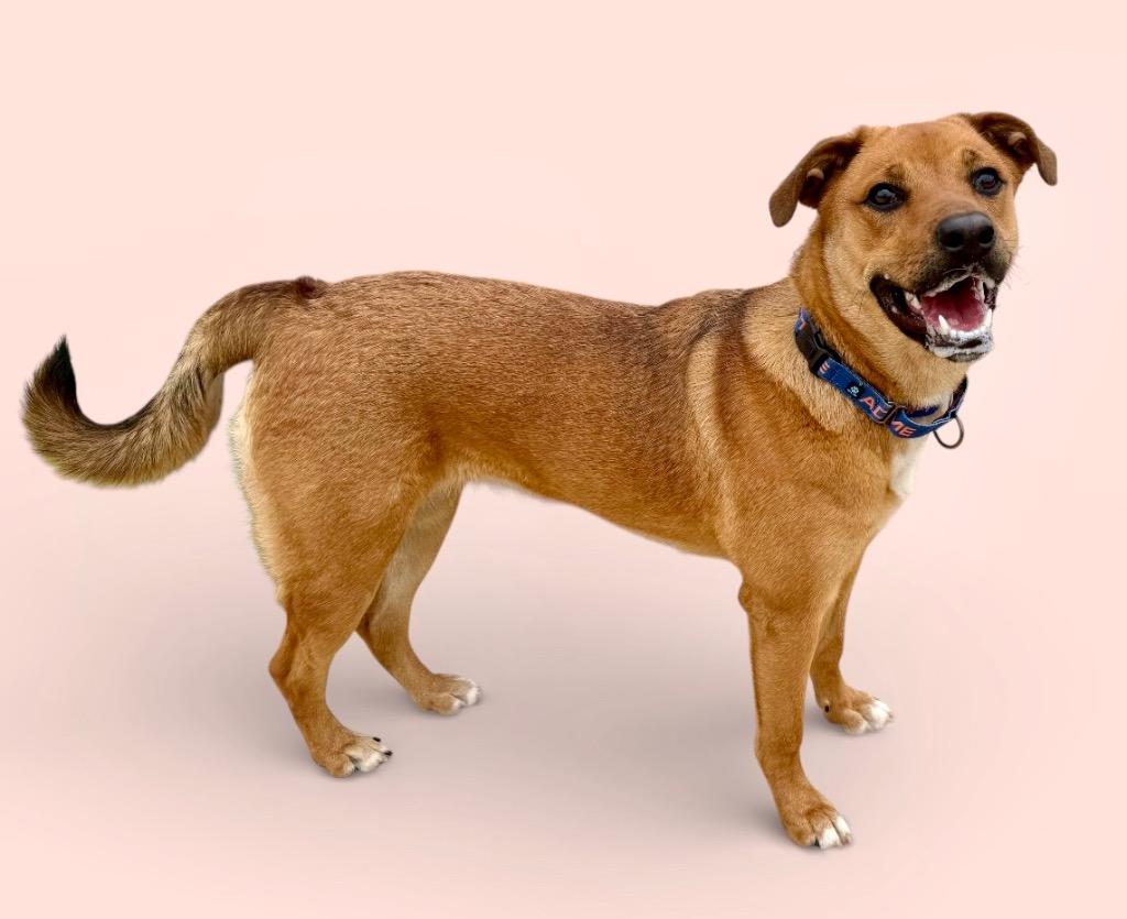 Whitney, a Adoptable mixed breed in Luling, TX image 3/6