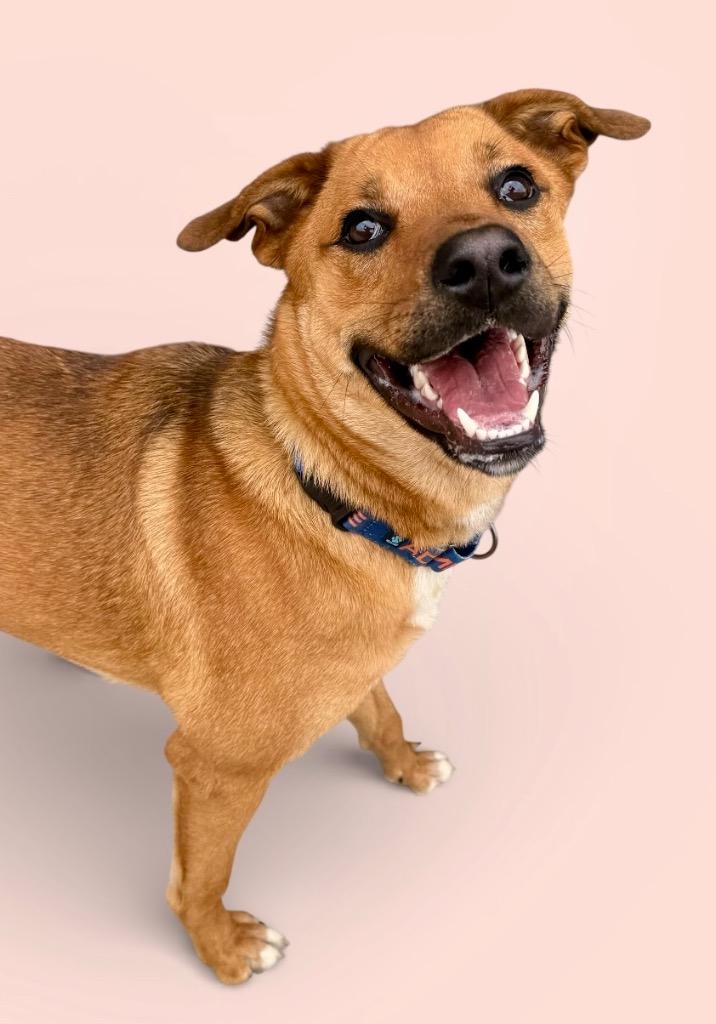 Whitney, a Adoptable mixed breed in Luling, TX image 4/6