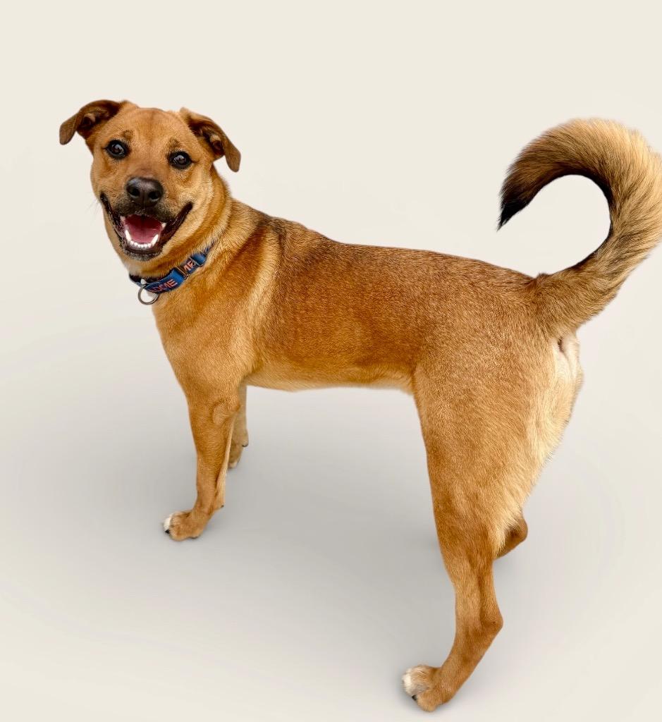 Enlarge Whitney, a Adoptable mixed breed in Luling, TX image 5/5