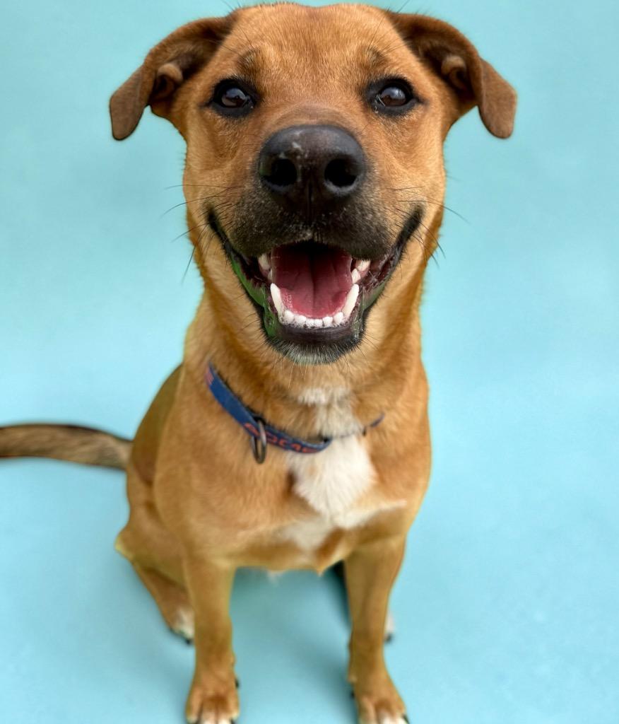 Whitney, a Adoptable mixed breed in Luling, TX image 6/6