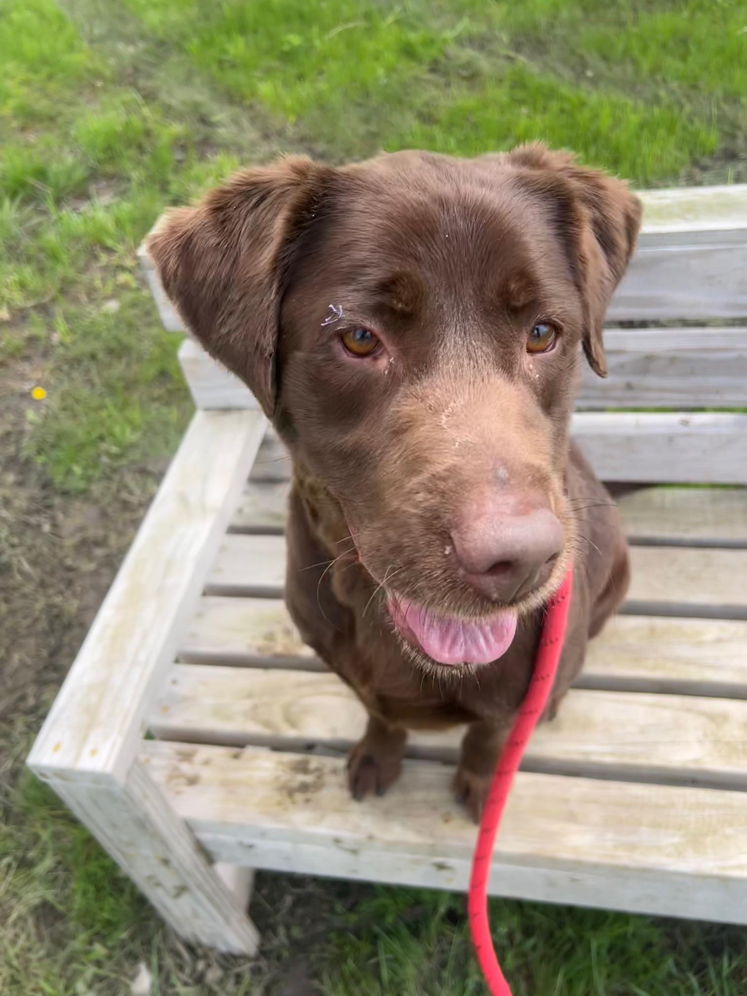 Tootsie, ADOPTABLE, Adult Female Chocolate Labrador Retriever.