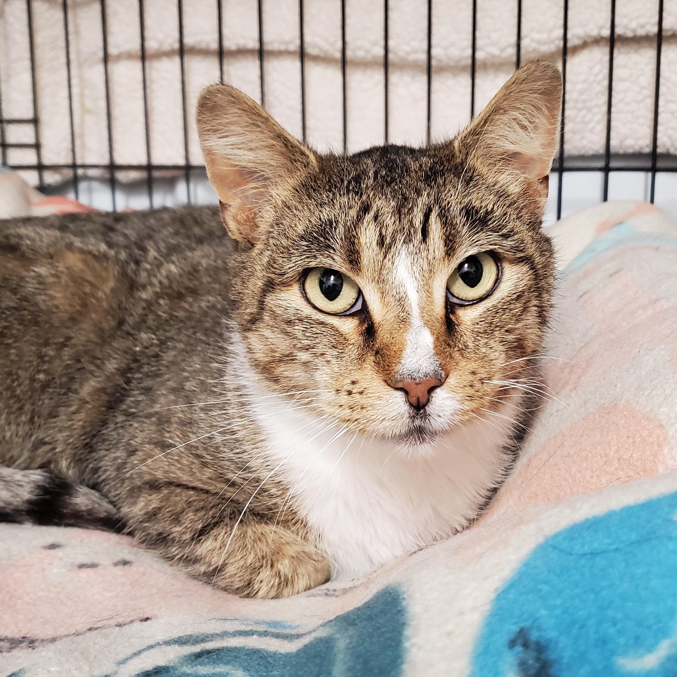 Prince, adopted, Adult Male Domestic Short Hair.