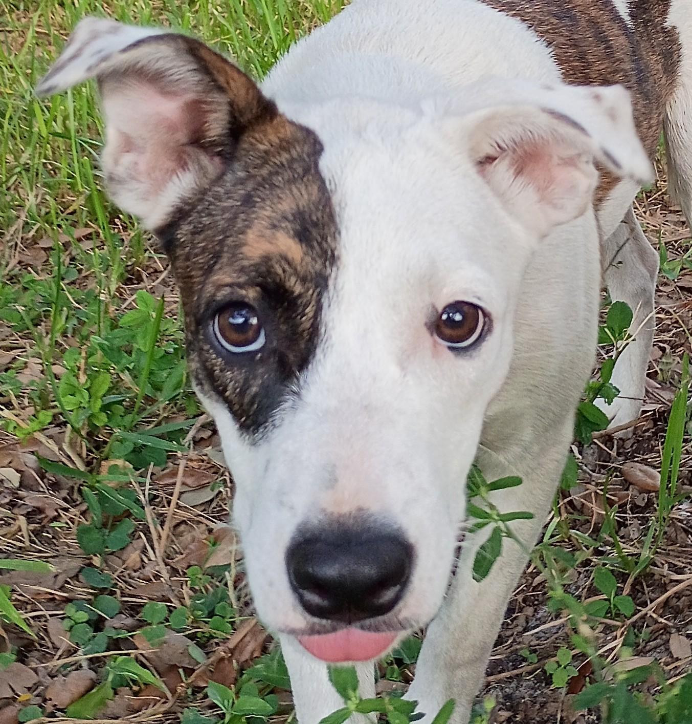 Juju Puppy Sweet Thoughtful ADORABLE, Adoptable, Young Female Border Collie & Labrador Retriever.