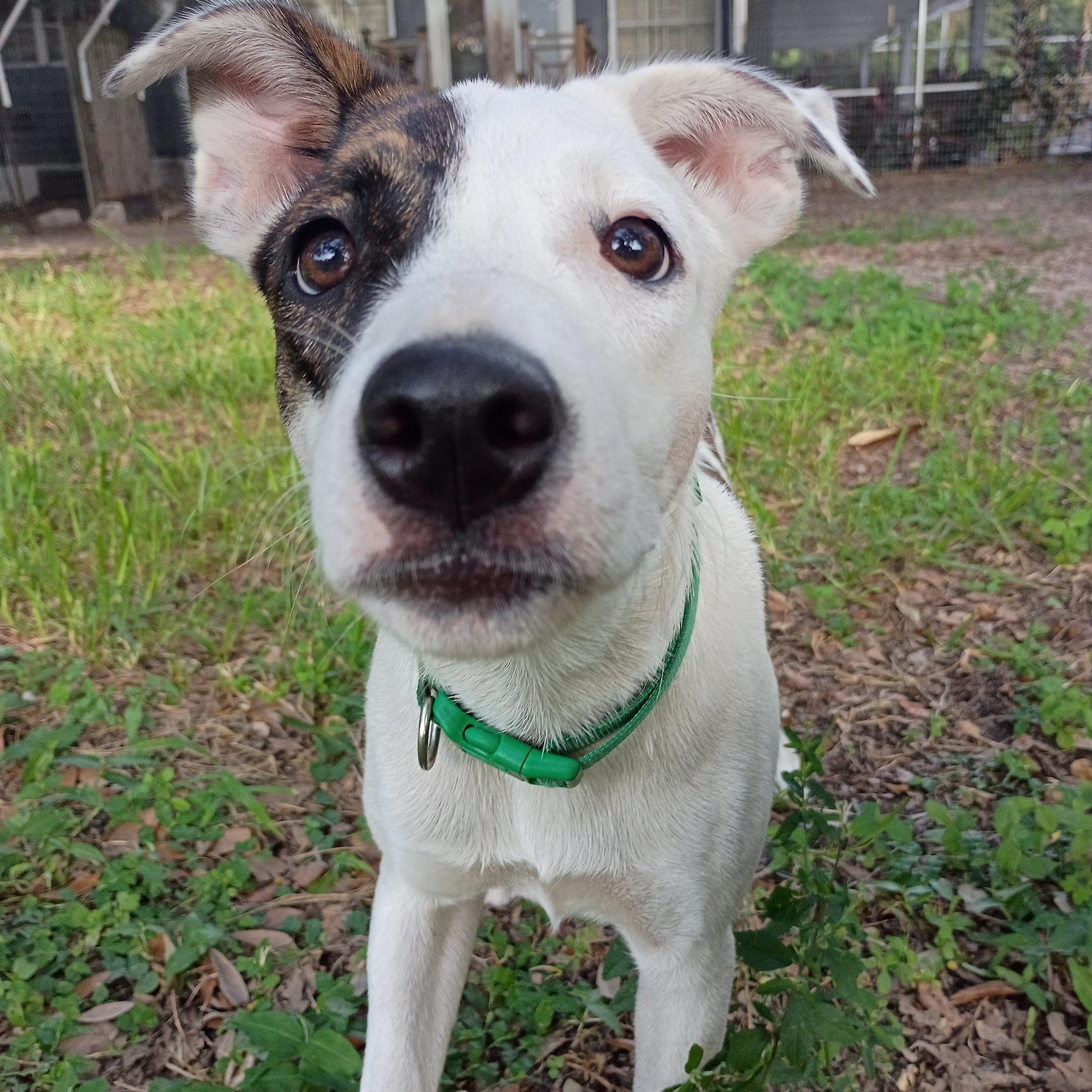 Enlarge Juju Puppy Sweet Thoughtful ADORABLE, a Adoptable mixed breed in St. Petersburg, FL image 4/4
