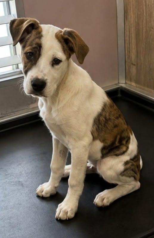 Juju Puppy Sweet Thoughtful ADORABLE, Adoptable, Young Female Rat Terrier & Labrador Retriever.