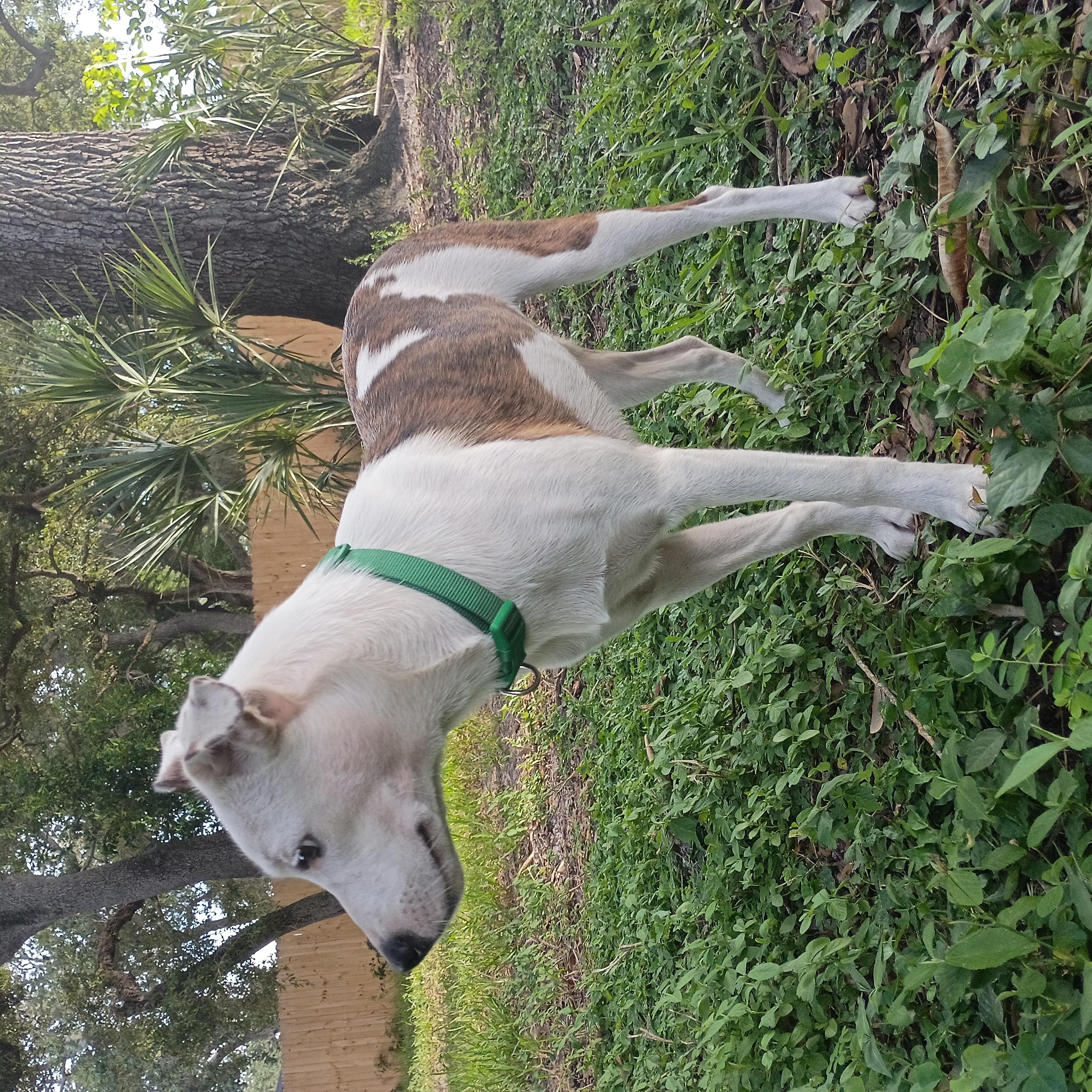 Enlarge Juju Puppy Sweet Thoughtful ADORABLE, a Adoptable mixed breed in St. Petersburg, FL image 3/4