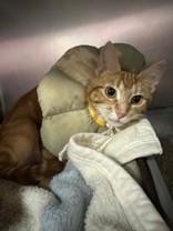 Enlarge Zinnia, a Adopted Domestic Short Hair in Manitowoc, WI image 1/1