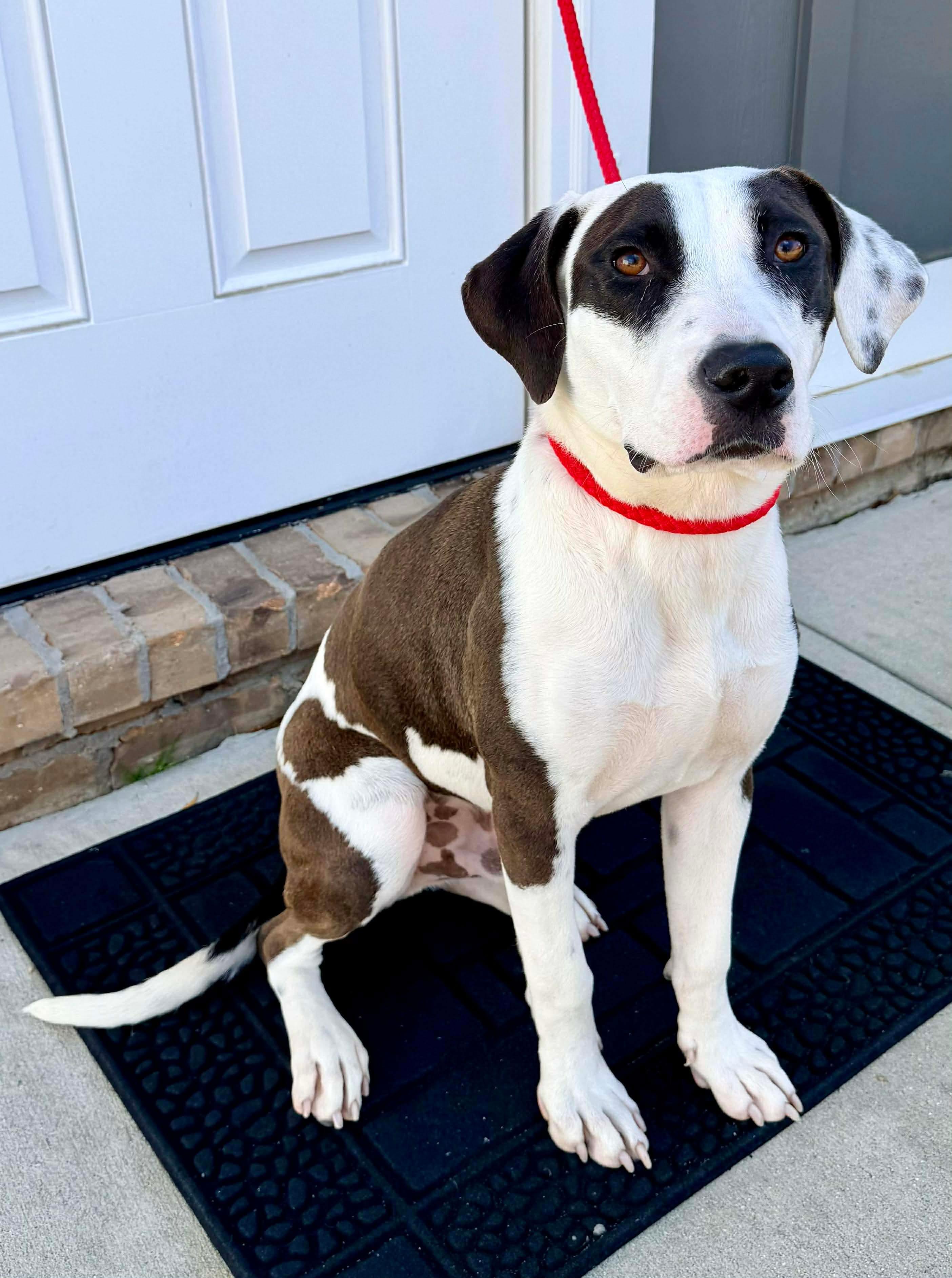 Enlarge Moon, a Adoptable mixed breed in Hartford, CT image 6/6