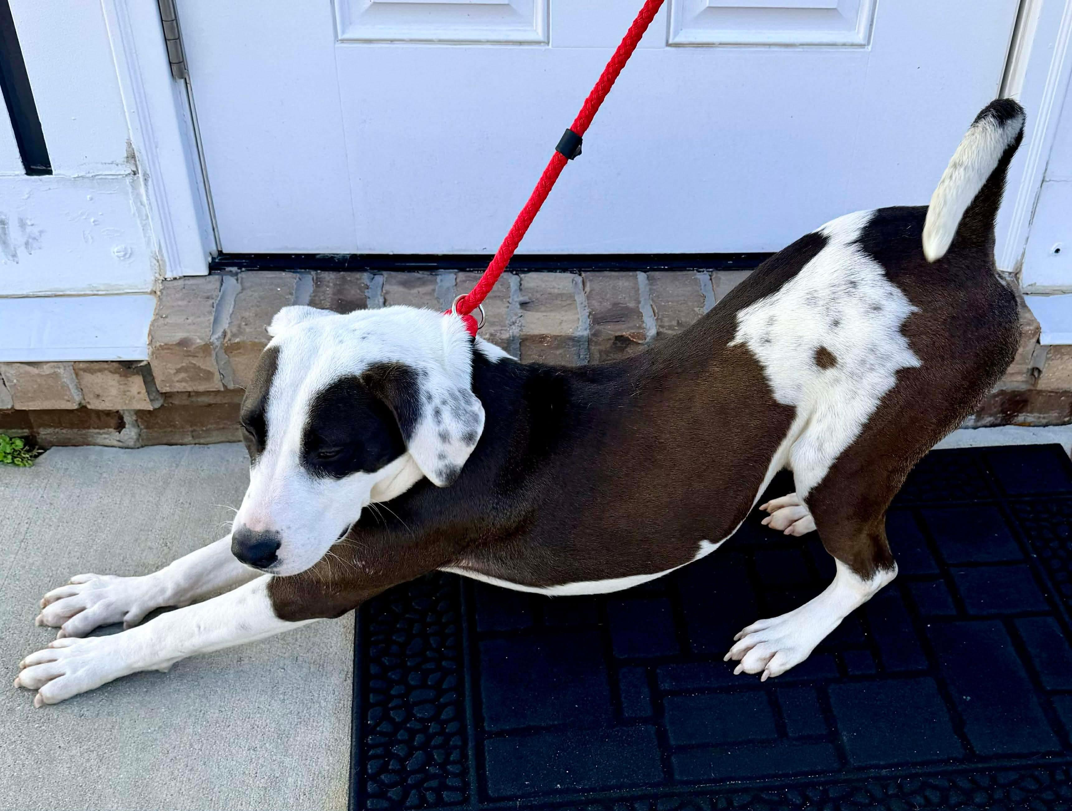 Enlarge Moon, a Adoptable mixed breed in Hartford, CT image 5/6