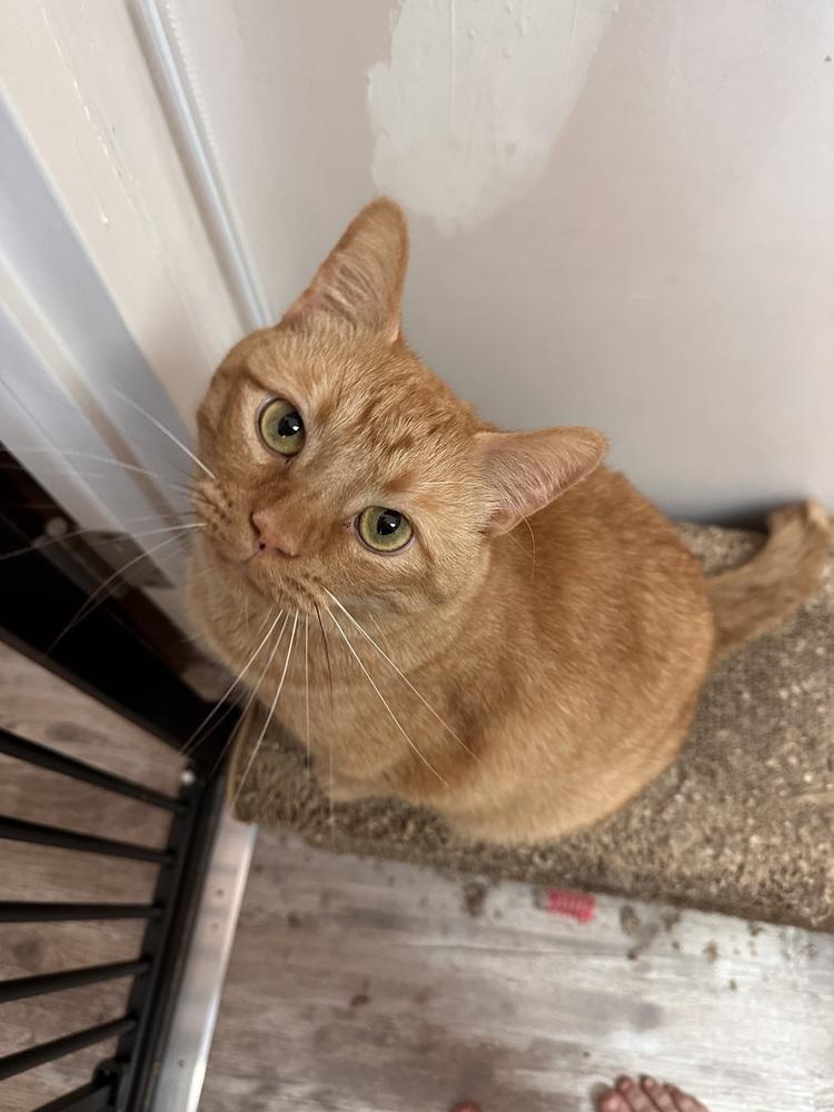 Enlarge Oscar, a Adoptable American Shorthair in Greensburg, PA image 1/3