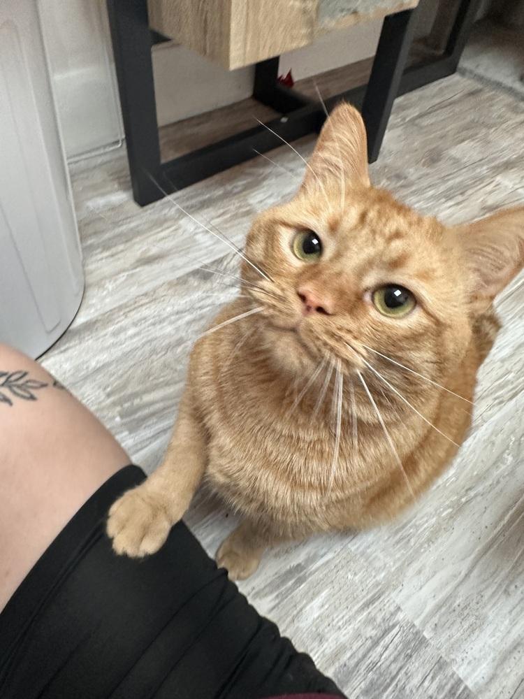 Enlarge Oscar, a Adoptable American Shorthair in Greensburg, PA image 3/3