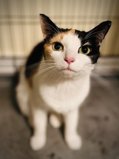 Naylah, Adoptable, Adult Female Domestic Short Hair.
