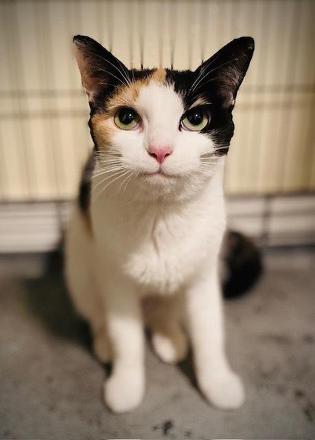Enlarge Naylah, a Adoptable Domestic Short Hair in Duxbury, MA image 2/2