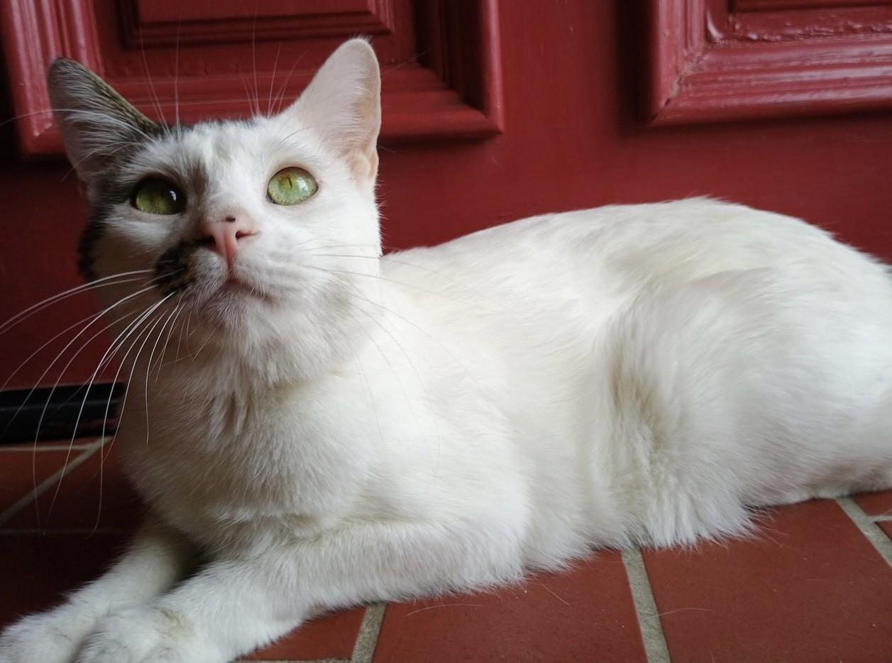 Altostratus, a Adoptable Domestic Short Hair image 1/6