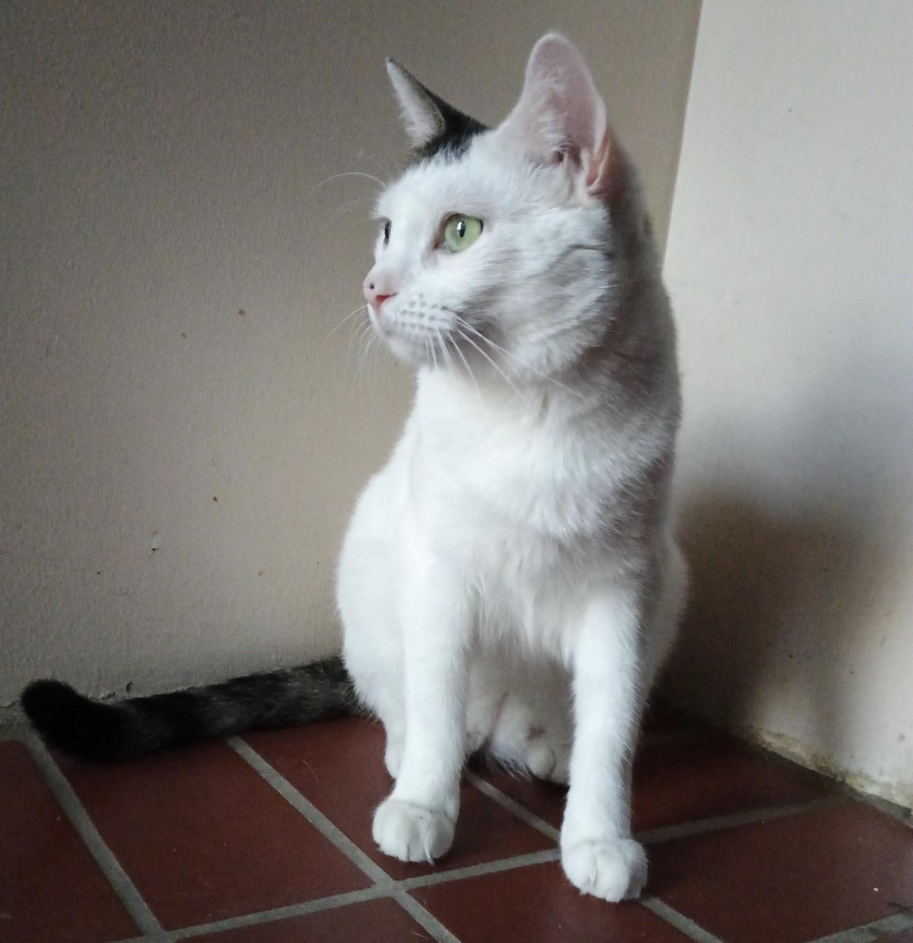 Altostratus, a Adoptable Domestic Short Hair image 4/6