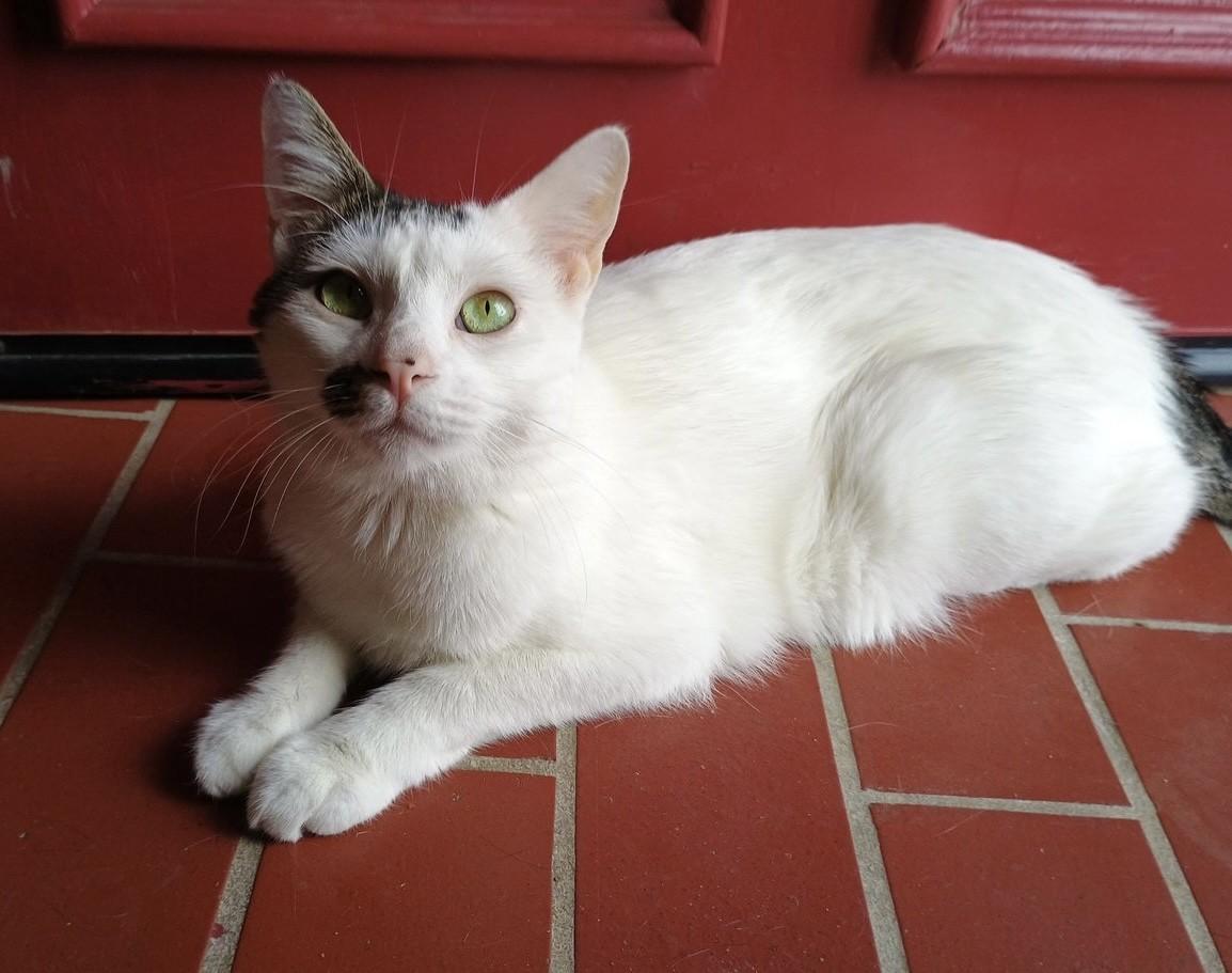 Altostratus, a Adoptable Domestic Short Hair image 2/6